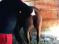 fisting horse